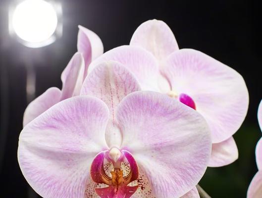 蝴蝶兰为何代表幸福？蝴蝶兰的花语有何深意？