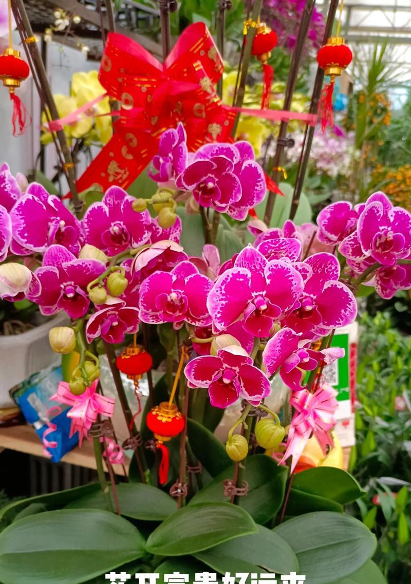蝴蝶兰为何代表幸福？蝴蝶兰的花语有何深意？