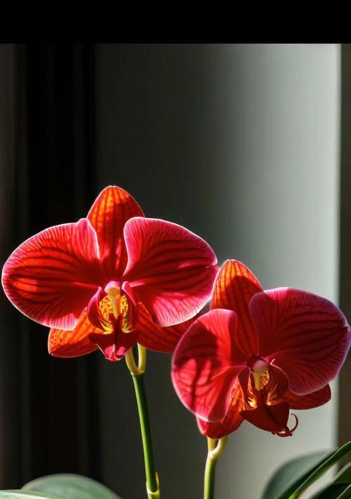 蝴蝶兰为何代表幸福？蝴蝶兰的花语有何深意？