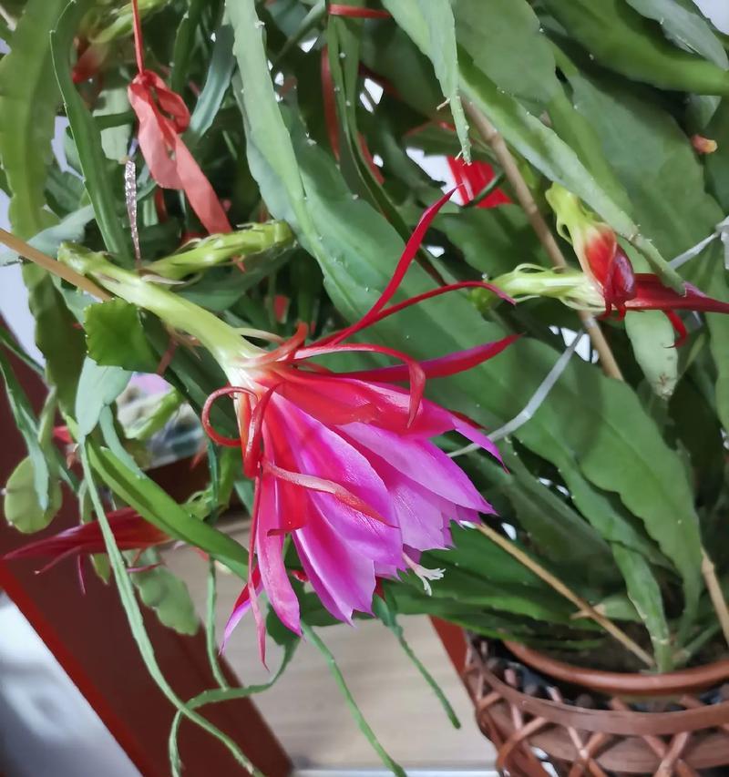 昙花一现的花语有何深意？