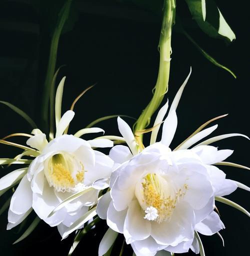 昙花一现的花语有何深意？