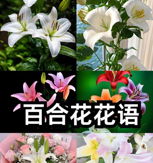 哪种花的花语代表恋人？