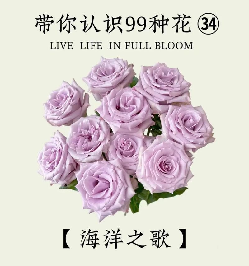 哪种花的花语代表恋人？