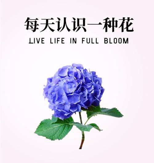 哪种花的花语代表恋人？