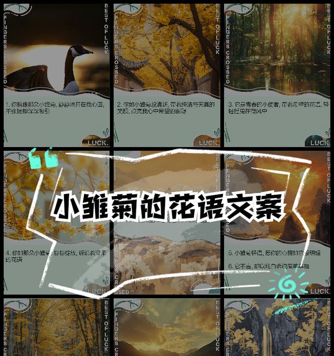 清冷张扬的花语代表什么？它传递了哪些信息？