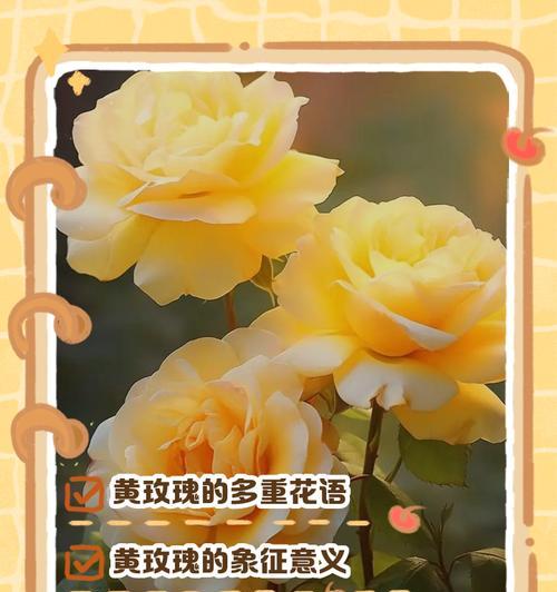 哪种花语最能表达强烈情感？如何选择？