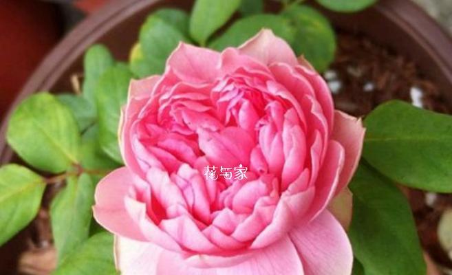 九月有哪些花的花语特别适合表达情感？