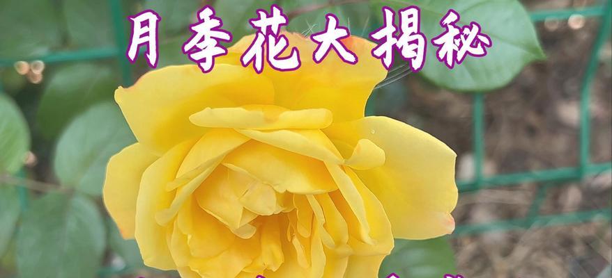 月季花的花语有何深意？它代表了什么？