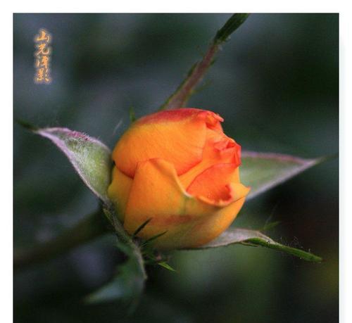 雪莲香烟的花语代表了什么？雪莲香烟与花语有何关联？