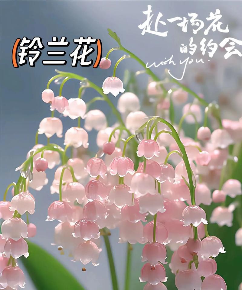 花语香水的广告语有何深意？它传达了什么信息？