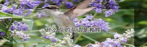 关心关爱的花语有何特别之处？它适合在什么场合表达？