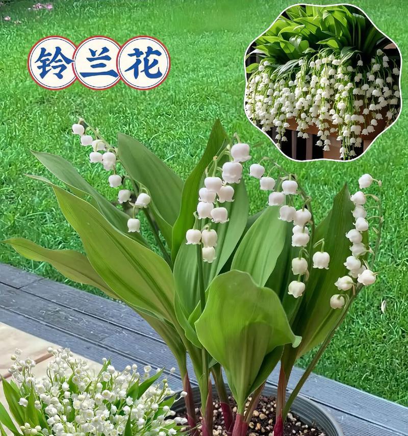 小样香水的花语有何特别之处？送给闺蜜香水的花语是什么？