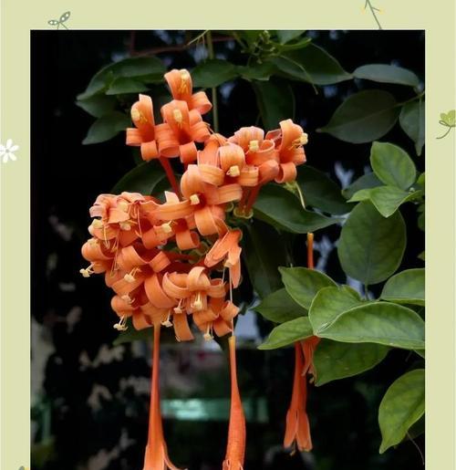 炮仗藤花语暗示了什么？花语中有哪些特别的含义？