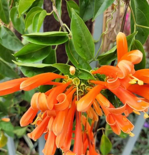炮仗藤花语暗示了什么？花语中有哪些特别的含义？