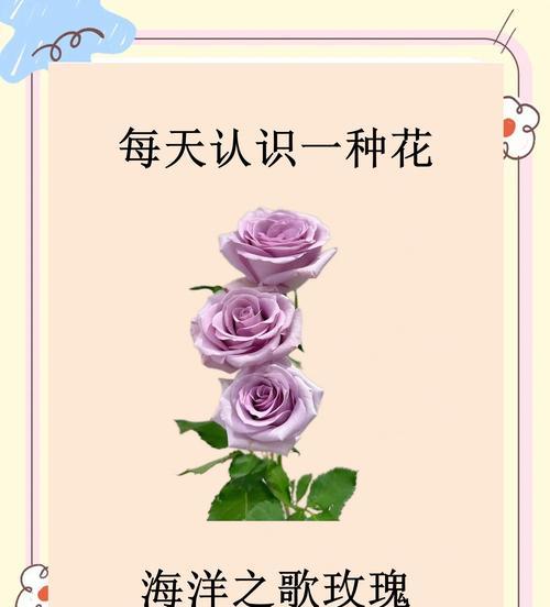 求婚的玫瑰花语是什么意思？为何玫瑰是爱情的象征？