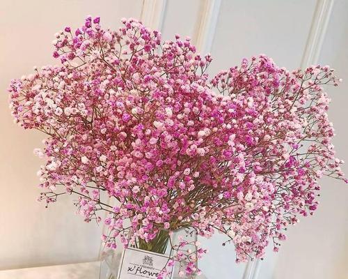 灰叶杉木的花语与寓意是什么？如何用它表达情感？