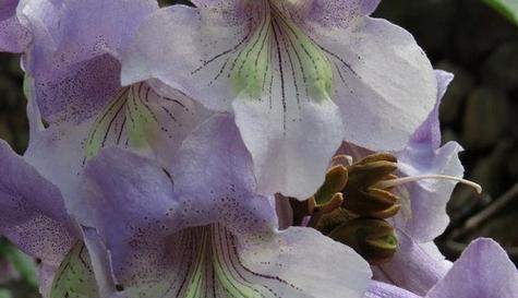 灰叶杉木的花语与寓意是什么？如何用它表达情感？