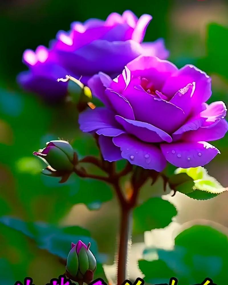 花语轻吟岁月静好的含义是什么？花语轻吟代表什么？