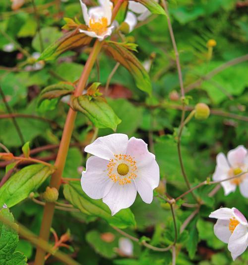 花语轻吟岁月静好的含义是什么？花语轻吟代表什么？