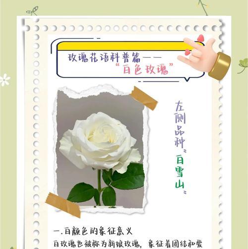 玫瑰花的花语通常是什么？玫瑰花代表的含义是什么？