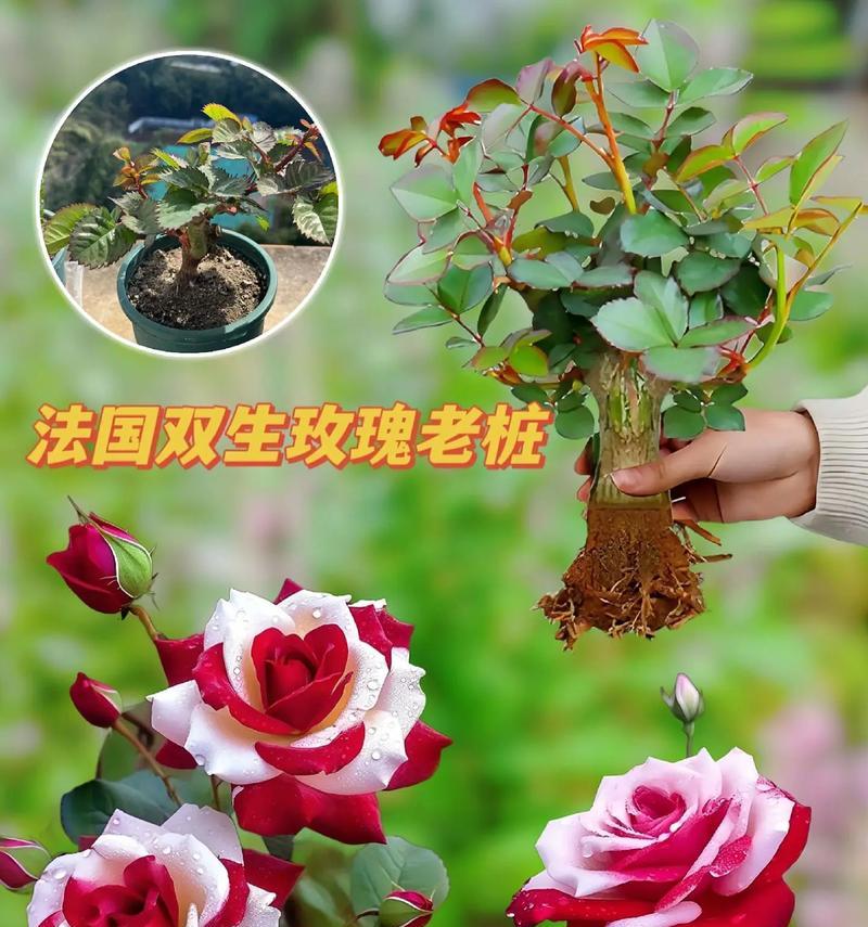 玫瑰花的花语通常是什么？玫瑰花代表的含义是什么？