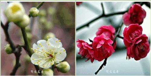 乌梅花的花语和象征意义是什么？