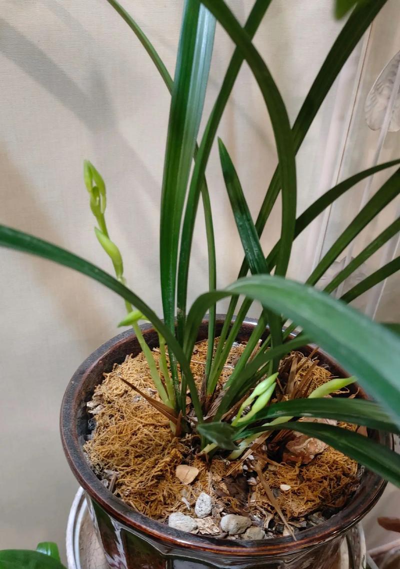 兰花的花语用什么语言表达？