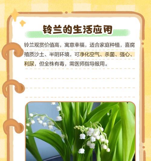 兰花的花语用什么语言表达？