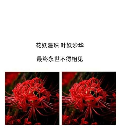 彼岸花的花语有哪些含义？