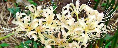 佛花语在网络用语中代表什么？如何正确理解？