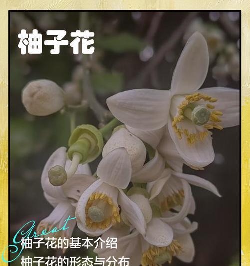 代表丰收的花语有哪些？如何通过花语表达丰收？