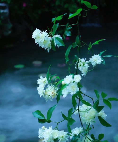 七日香花束传递了哪些信息？