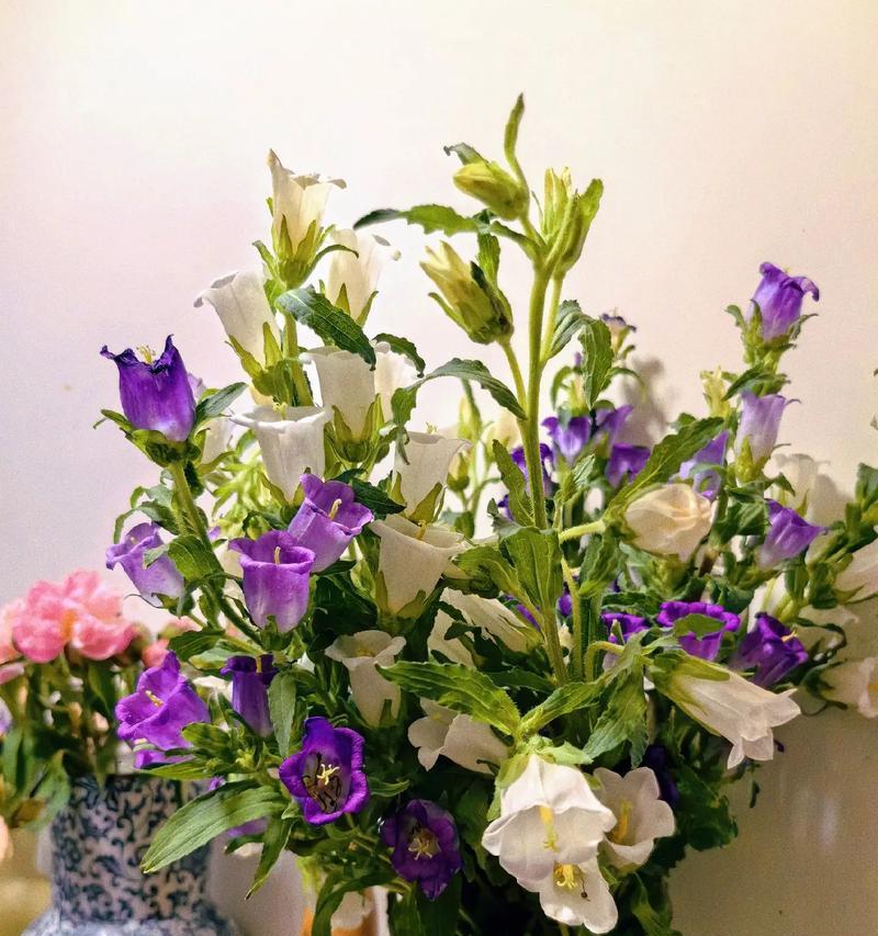 今日好看的花语是什么呢？如何选择今日的花语？