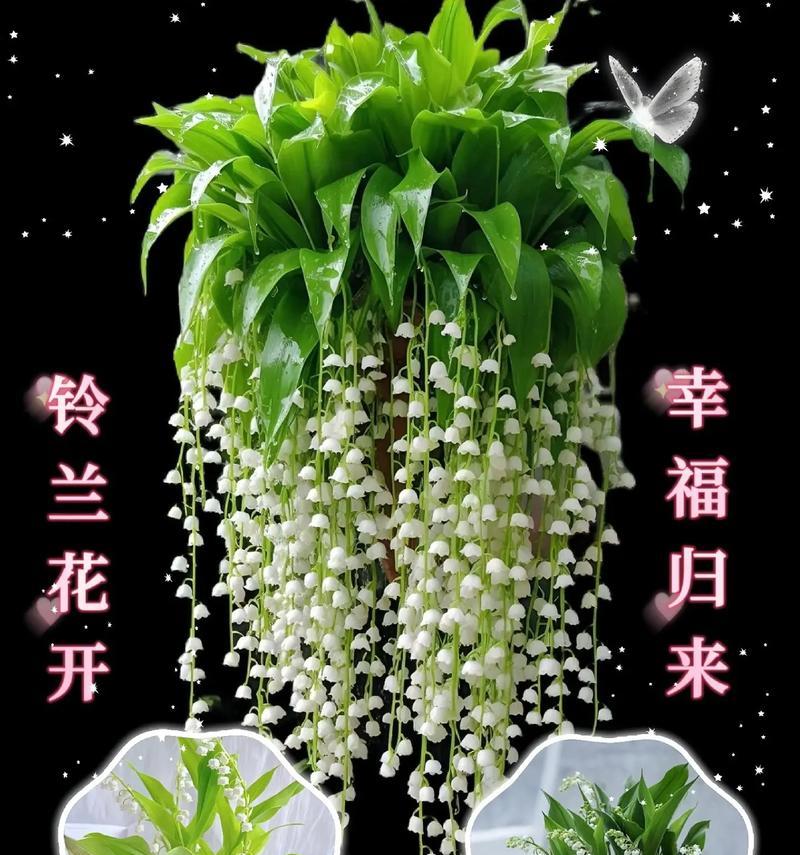 铃兰花语代表什么浪漫意义？