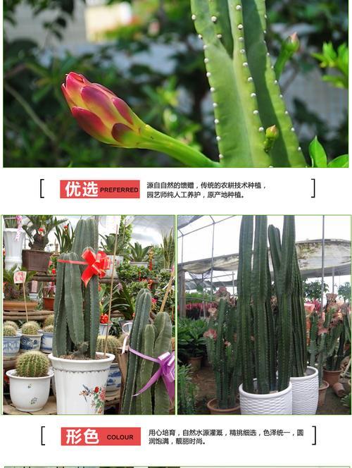 龙骨仙人柱的花语有何含义？这种花语如何表达？