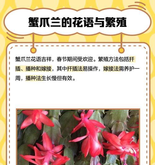 龙骨仙人柱的花语有何含义？这种花语如何表达？