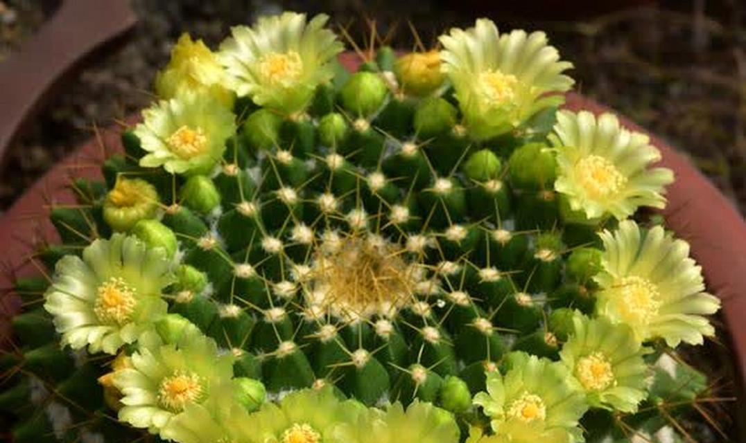 龙骨仙人柱的花语有何含义？这种花语如何表达？