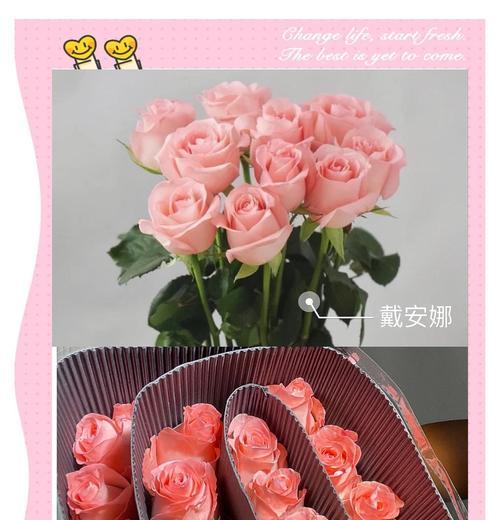 蓝粉色玫瑰的花语是什么？它象征着什么？