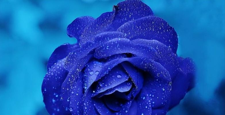 关于爱情的蓝色花语有哪些？蓝色花语在爱情中代表了什么？