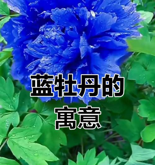 关于爱情的蓝色花语有哪些？蓝色花语在爱情中代表了什么？