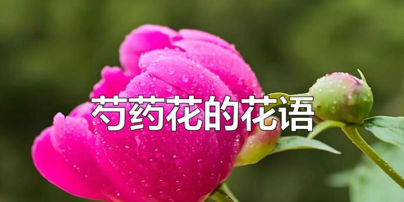 芍药花的花语有哪些？芍药花代表什么意义？