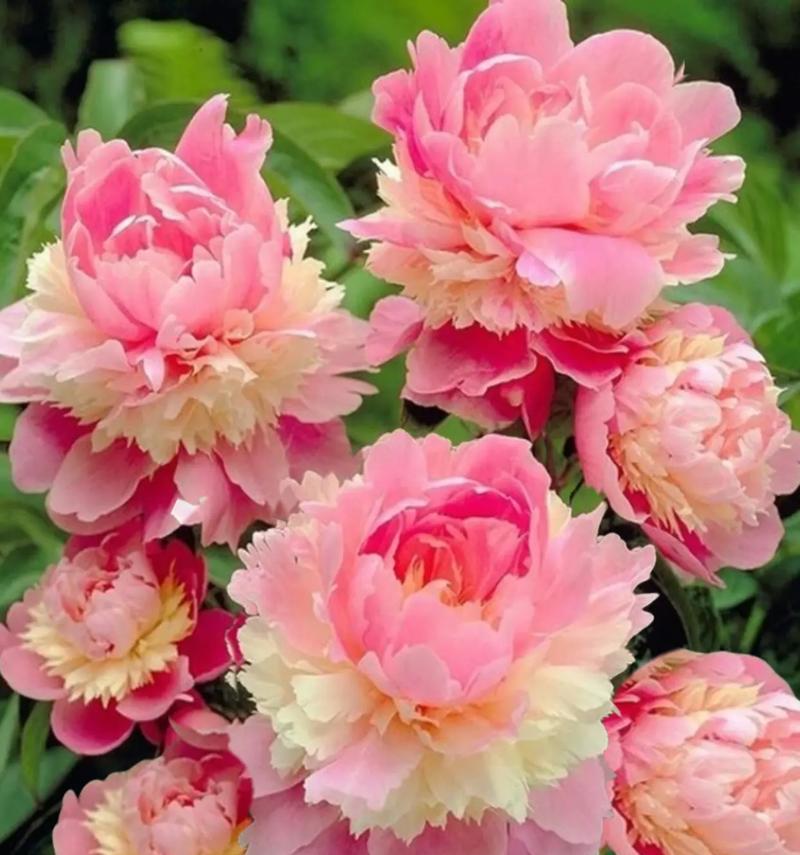 芍药花的花语有哪些？芍药花代表什么意义？