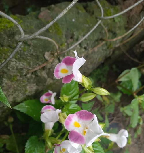 猪耳朵花的花语是什么？猪耳朵寓意有何特别之处？
