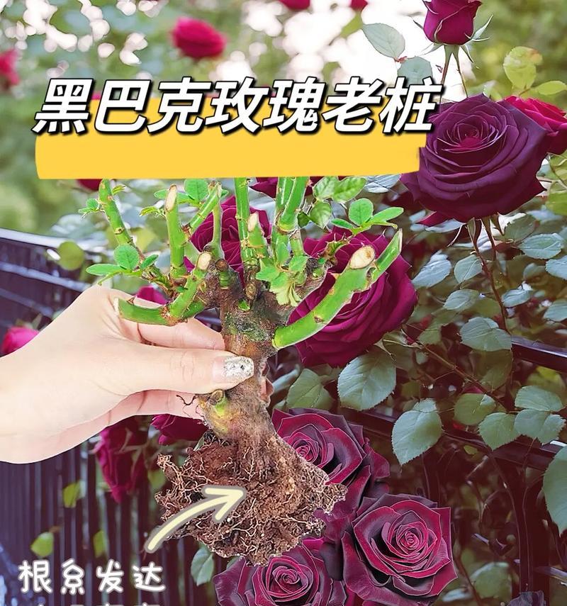 黑色玫瑰花耳环的花语有何深意？