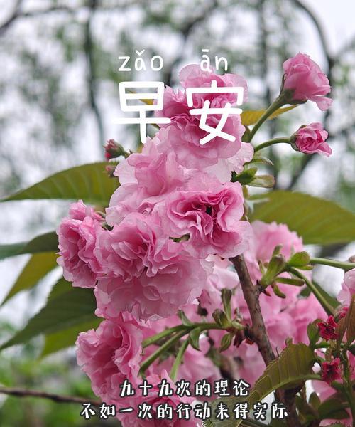 樱花的花语代表什么？有何深层含义？
