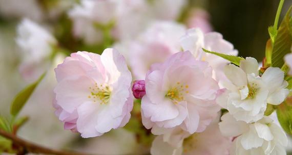 樱花的花语代表什么？有何深层含义？