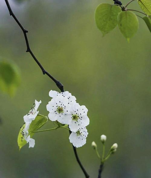 梨花的花语有何含义？
