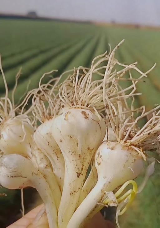 薤白花语有何含义？薤白在花语中代表什么？