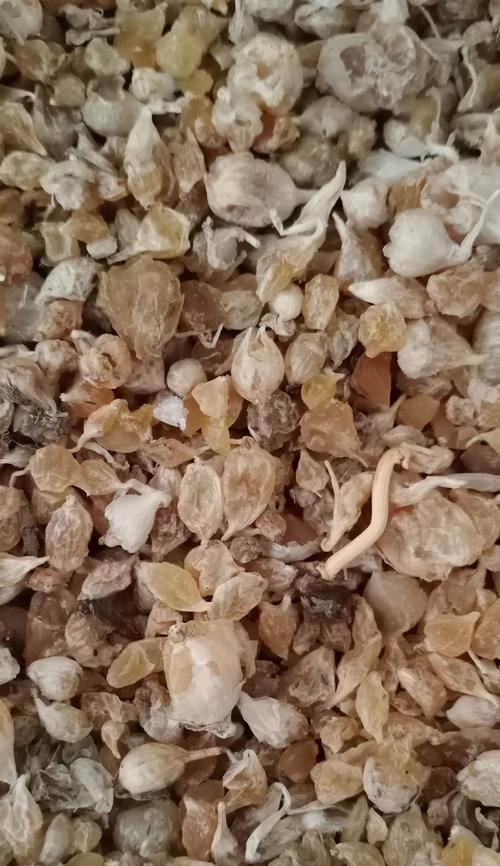 薤白花语有何含义？薤白在花语中代表什么？