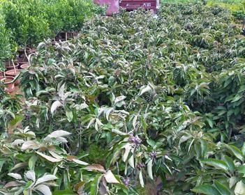苹果籽能种吗能结果吗？种植苹果籽的正确方法和常见问题解答